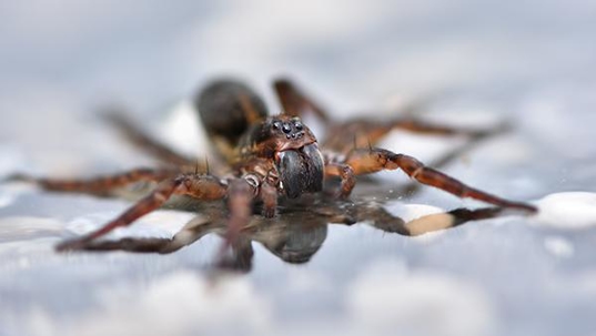 wolf spider