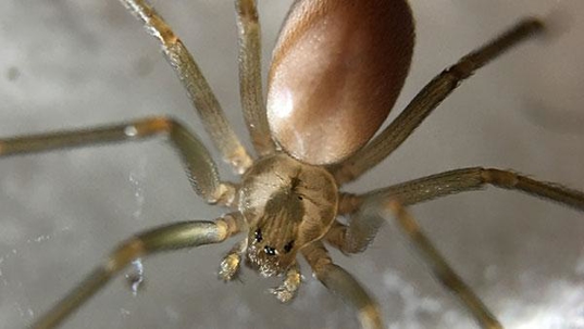 brown recluse spider