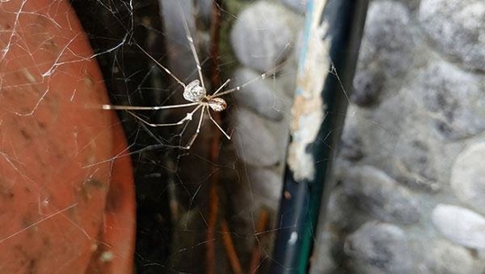 a spider in its web