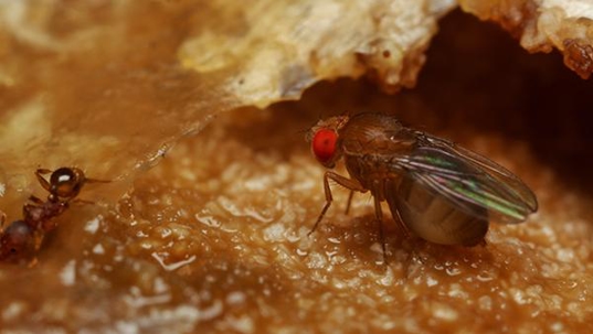 fruit fly up close