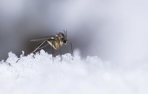 mosquito in snow