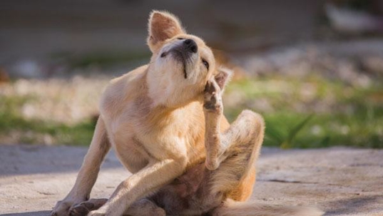 fleas and ticks on a dog