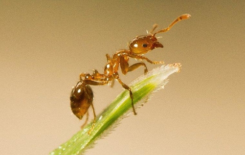 fire ant on plant