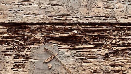 termite damage in home