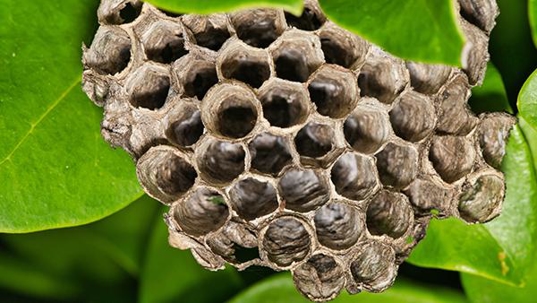 wasp nest