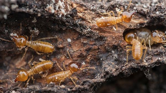 termites crawling on wood