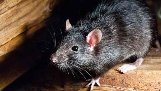 roof rat crawling in the rafters