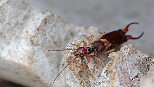 an earwig crawling on a stick