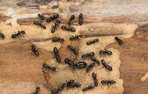 an ant infestation in a home
