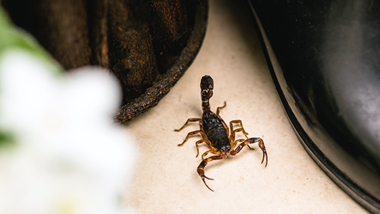 scorpion in home
