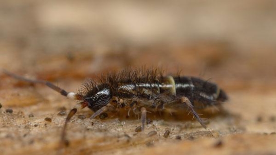 springtail close up