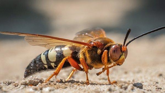 cicada killer wasp