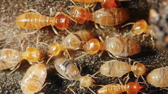 termites chewing on wood