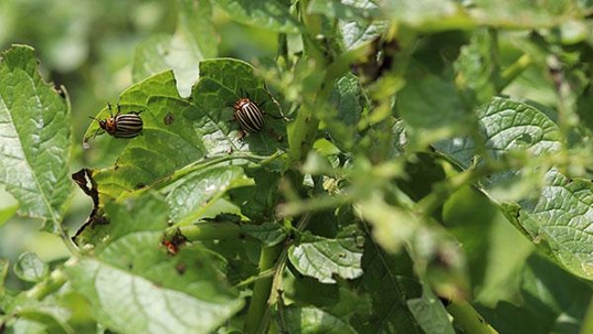 beetles on leaves