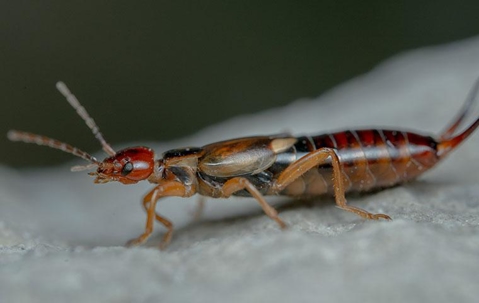 earwig up close