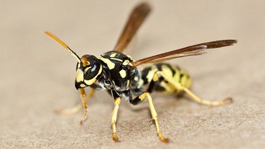 a yellowjacket on a flat surface