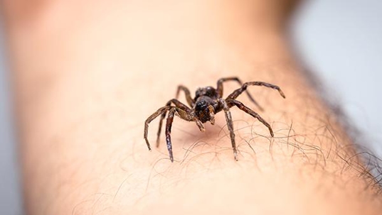 spider on skin