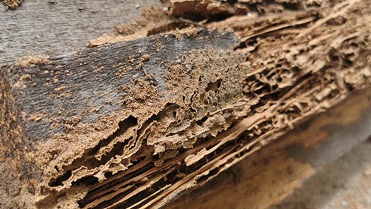 damaged wood from termites