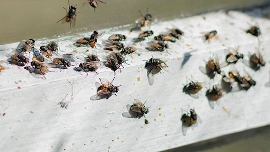 a swarm of flies