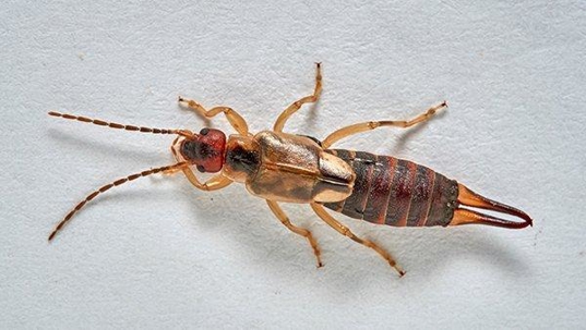 an earwig on a white wall