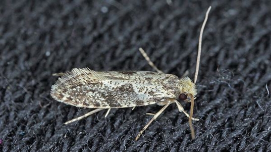 a pantry moth on a black wicker placemat