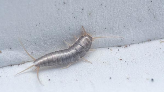 silverfish in a corner