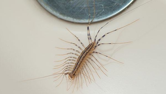 centipede looking for water