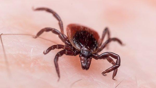blacklegged tick biting skin