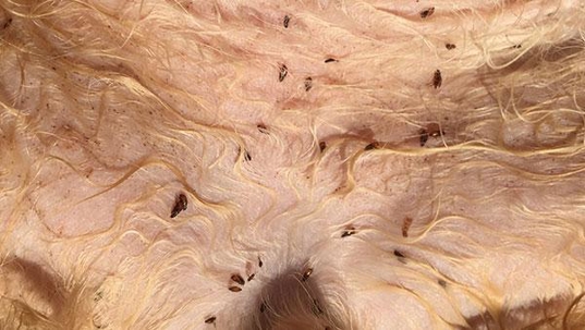 fleas in pet fur