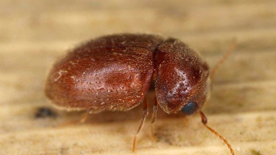 cigarette beetle on a leaf