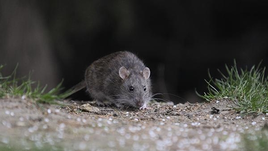 norway rat outside home