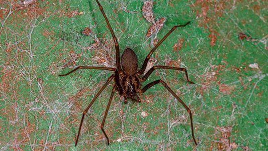 brown recluse spider on concrete