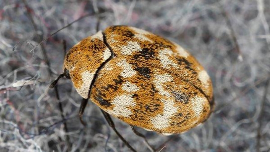 a carpet beetle crawling on fibers