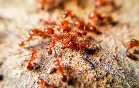 fire ants crawling on the ground