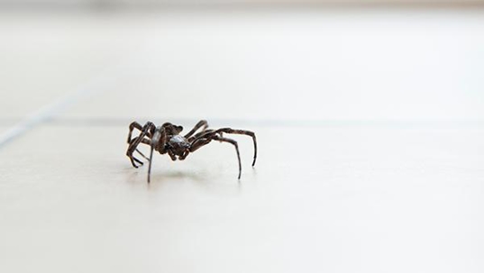 house spider on tile