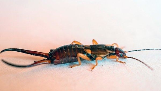 an earwig crawling in a kitchen counter