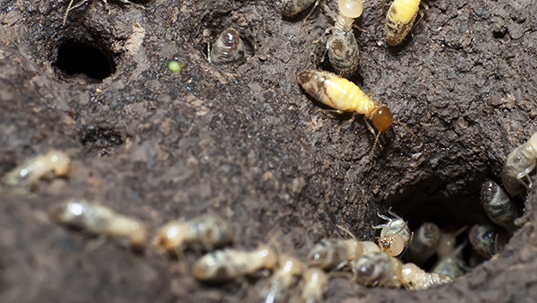 formosan termites crawling around tunnels