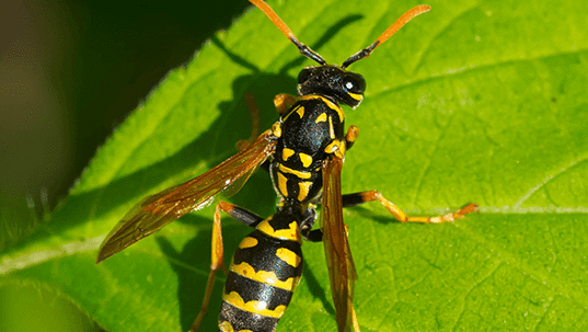 a wasp that landed on a green leaf