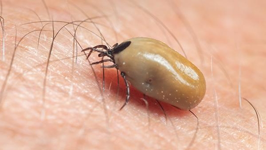 tick on skin