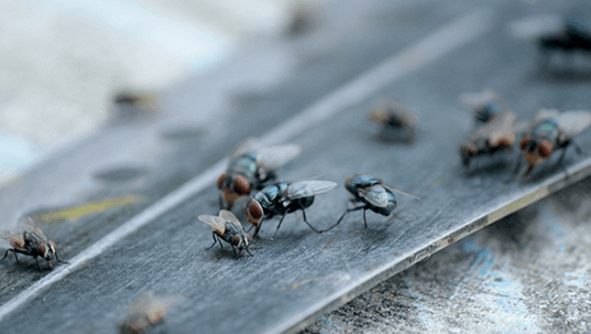 flies in home