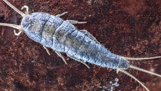 close up of silverfish