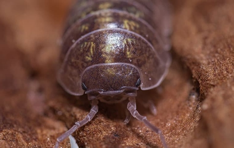 pill bug face up close
