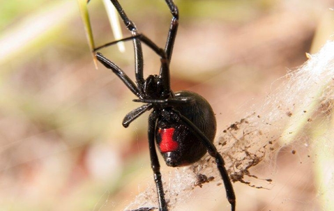 black widow spider in web