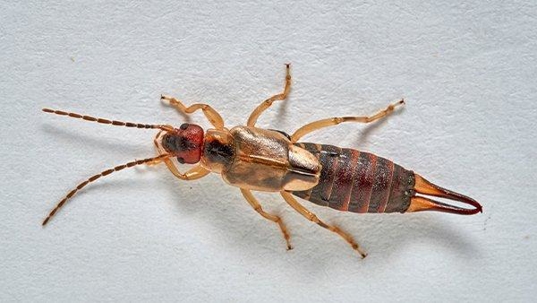 single earwig crawling on a white wall