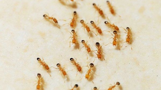 dozens of pharaoh ants in a kitchen