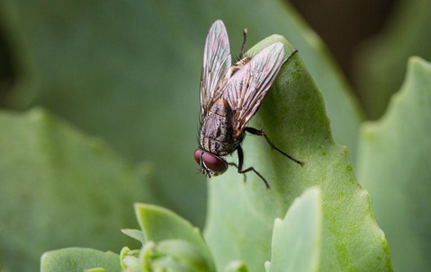 house fly on a succulent