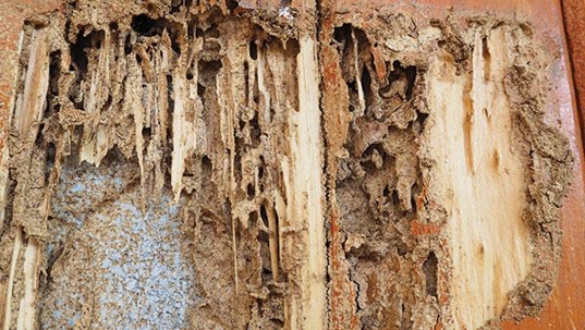 termite damage in home