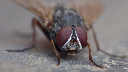 house fly on a kitchen counter