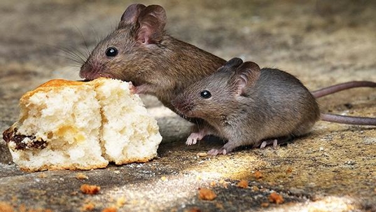 rodent eating biscuits
