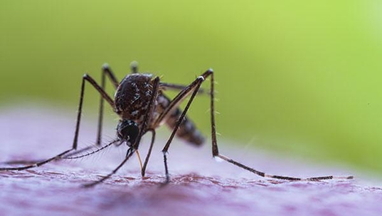 mosquito biting skin